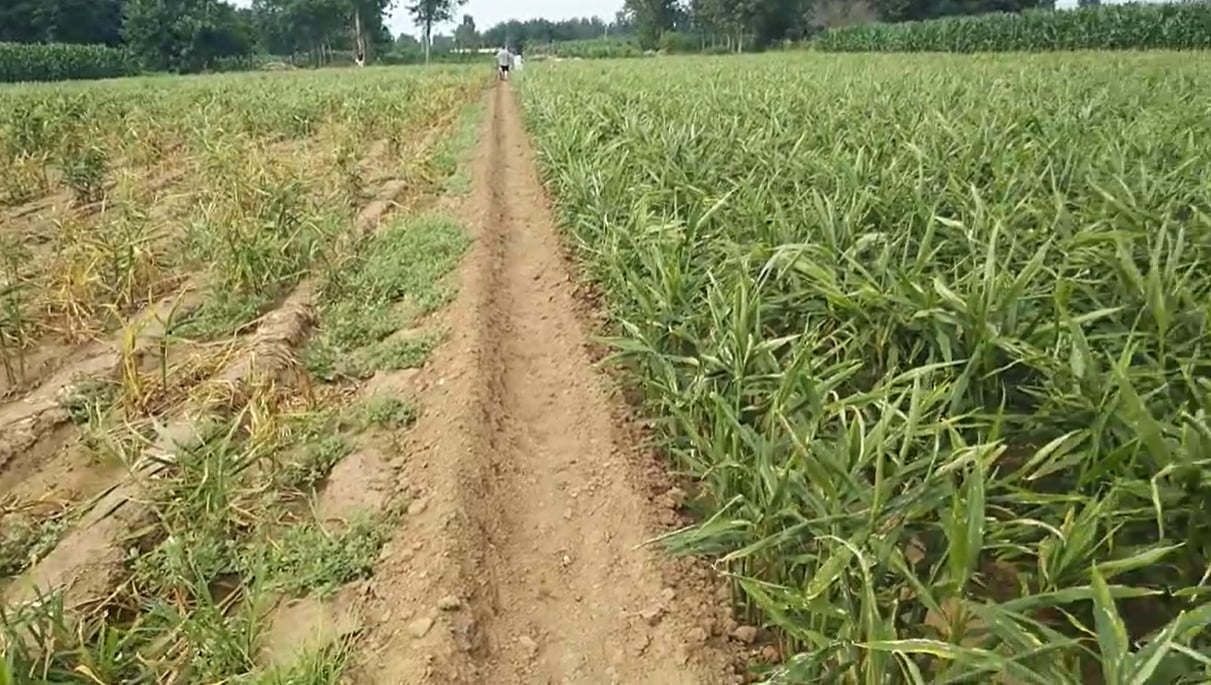 微生物菌